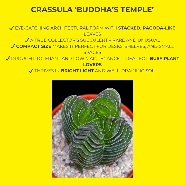 Crassula ‘Buddha's Temple’