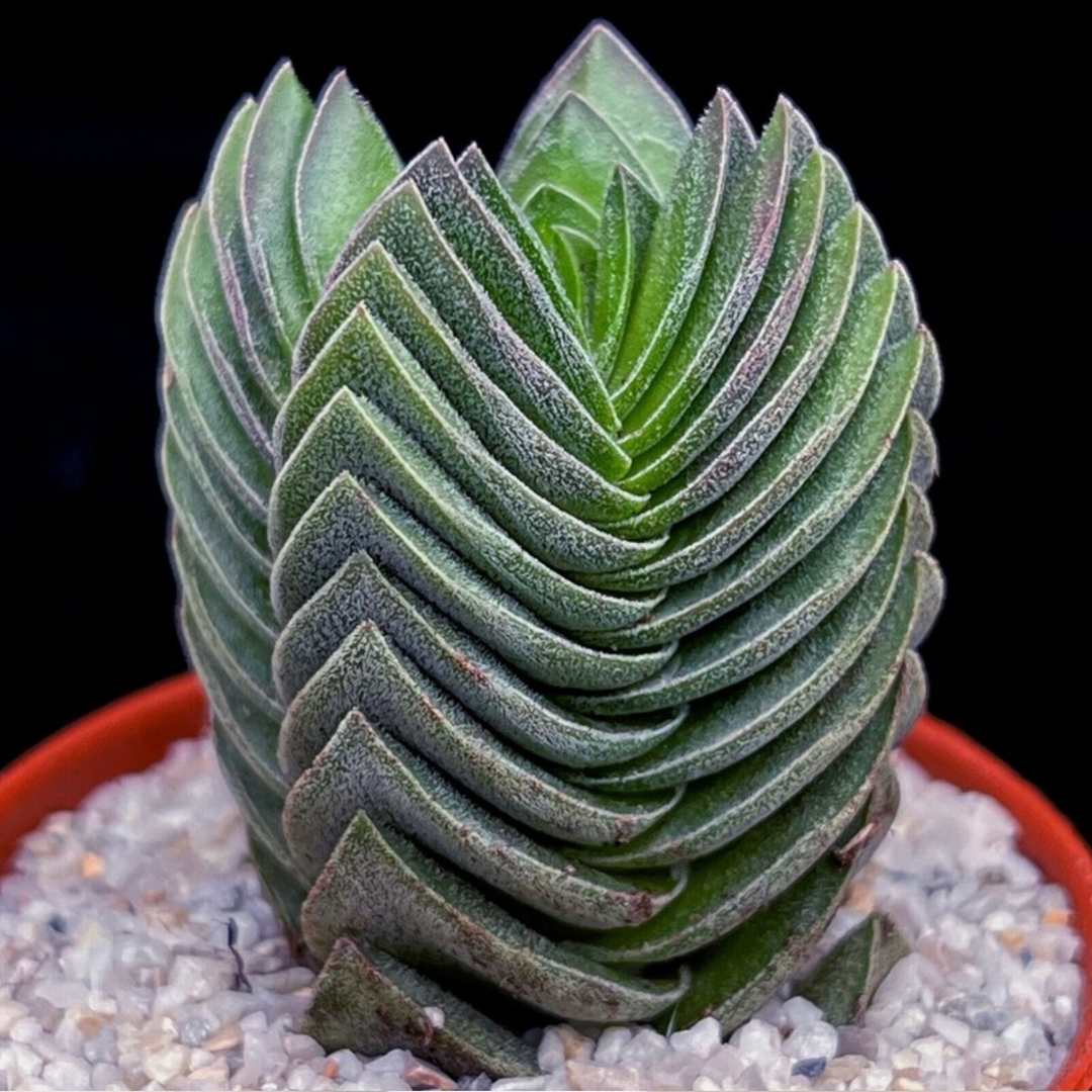 Crassula ‘Buddha's Temple’