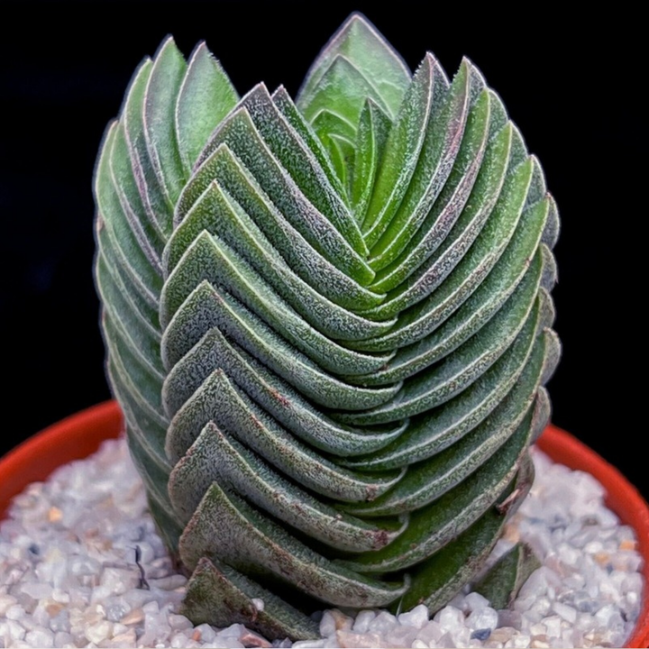Crassula ‘Buddha's Temple’
