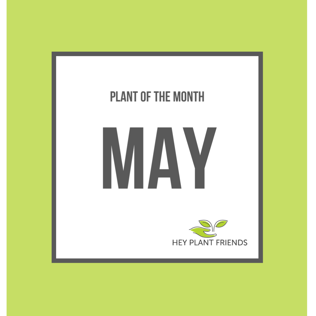 Plant of the Month - May