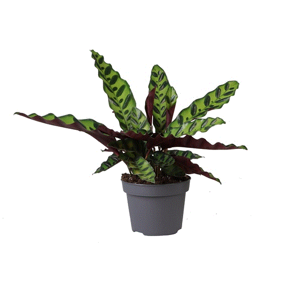 Calathea lancifolia