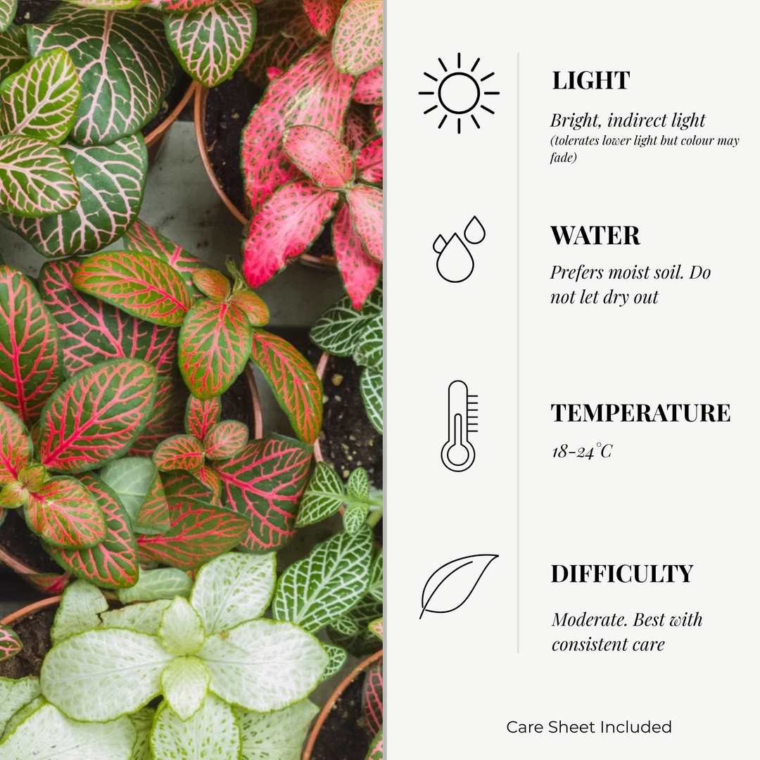 Fittonia Mosaic Variety Pack | 4 x 8.5cm potted plants