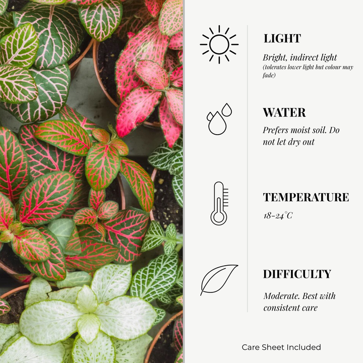 Fittonia Mosaic Variety Pack | 4 x 8.5cm potted plants