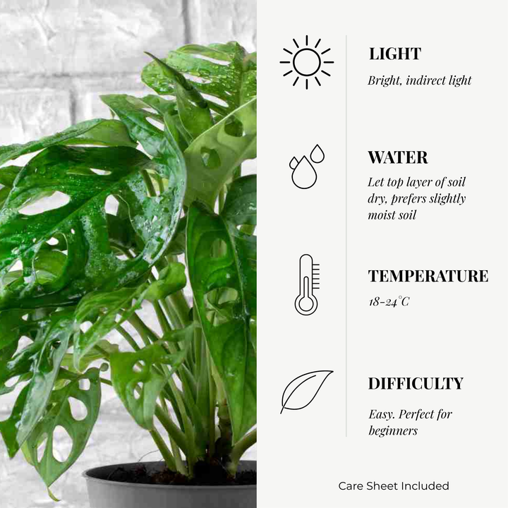 Monstera Adansonii (Swiss Cheese Plant) – Bare Root Houseplant