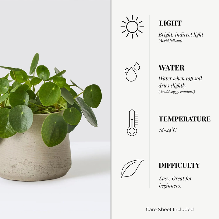 Pilea Peperomioides (Chinese Money Plant) – 8.5cm Pot