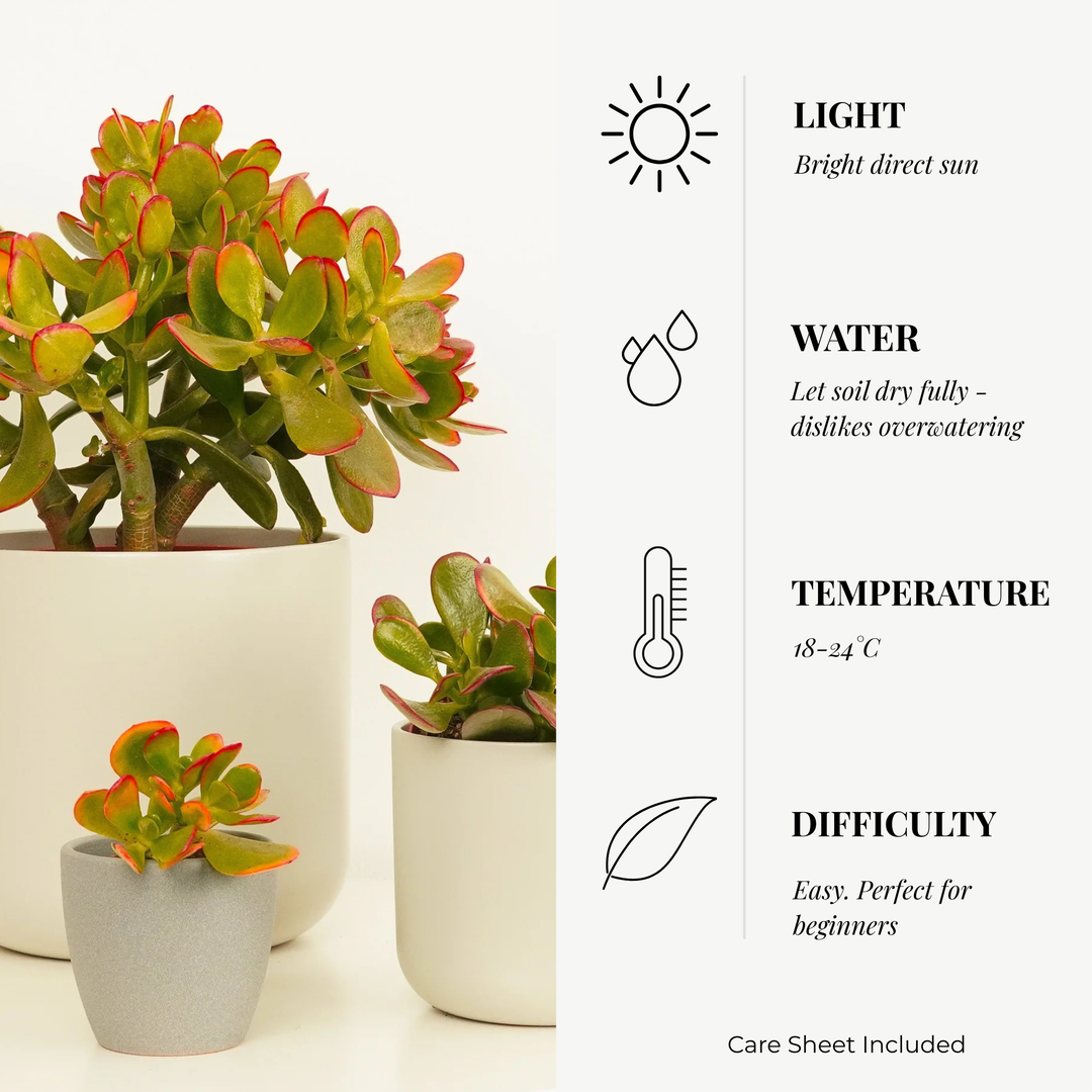 Jade 'Sunset' Money Penny Plant - Crassula Ovata 'Sunset'