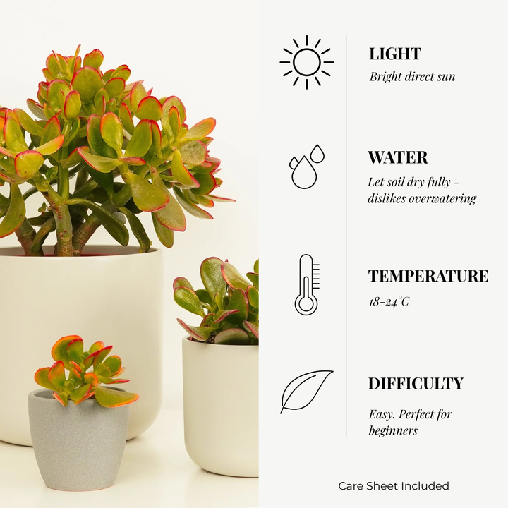 Jade 'Sunset' Money Penny Plant - Crassula Ovata 'Sunset'