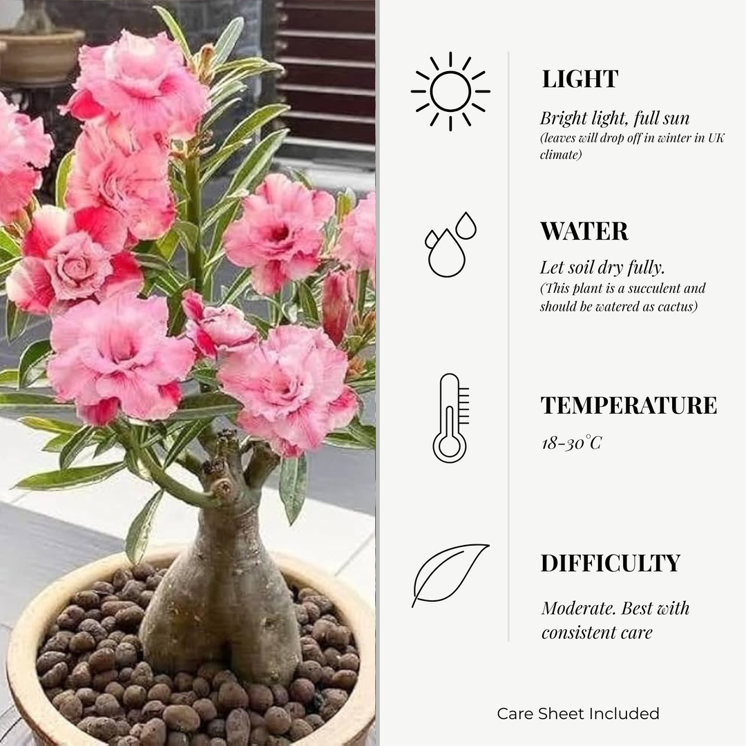 Adenium Obeseum (Desert Rose) 12cm