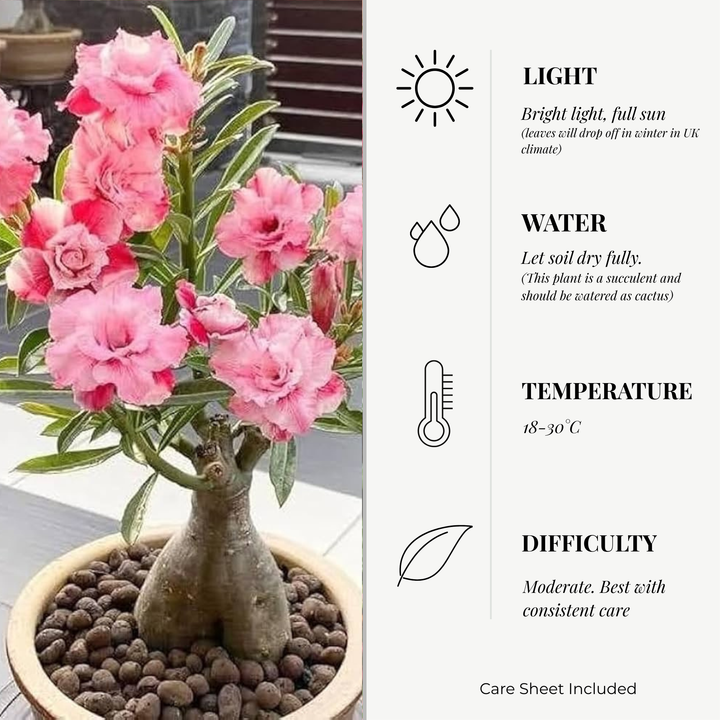 Adenium Obeseum (Desert Rose) 12cm