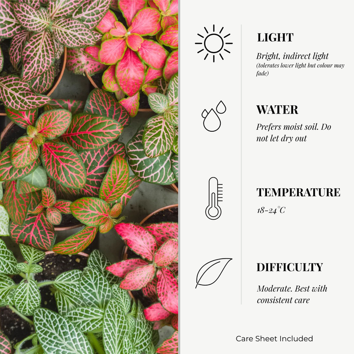 Fittonia Mosaic Variety Pack | 6 Bare root plants