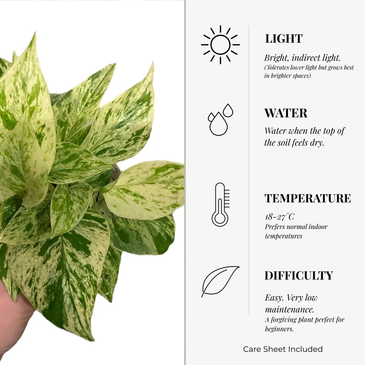 Marble Queen Pothos | 6cm pot