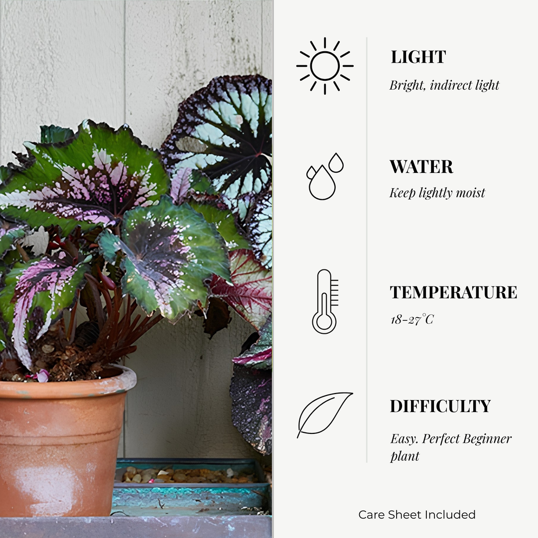 Begonia Rex Variety Pack | 6 Bareroot plants