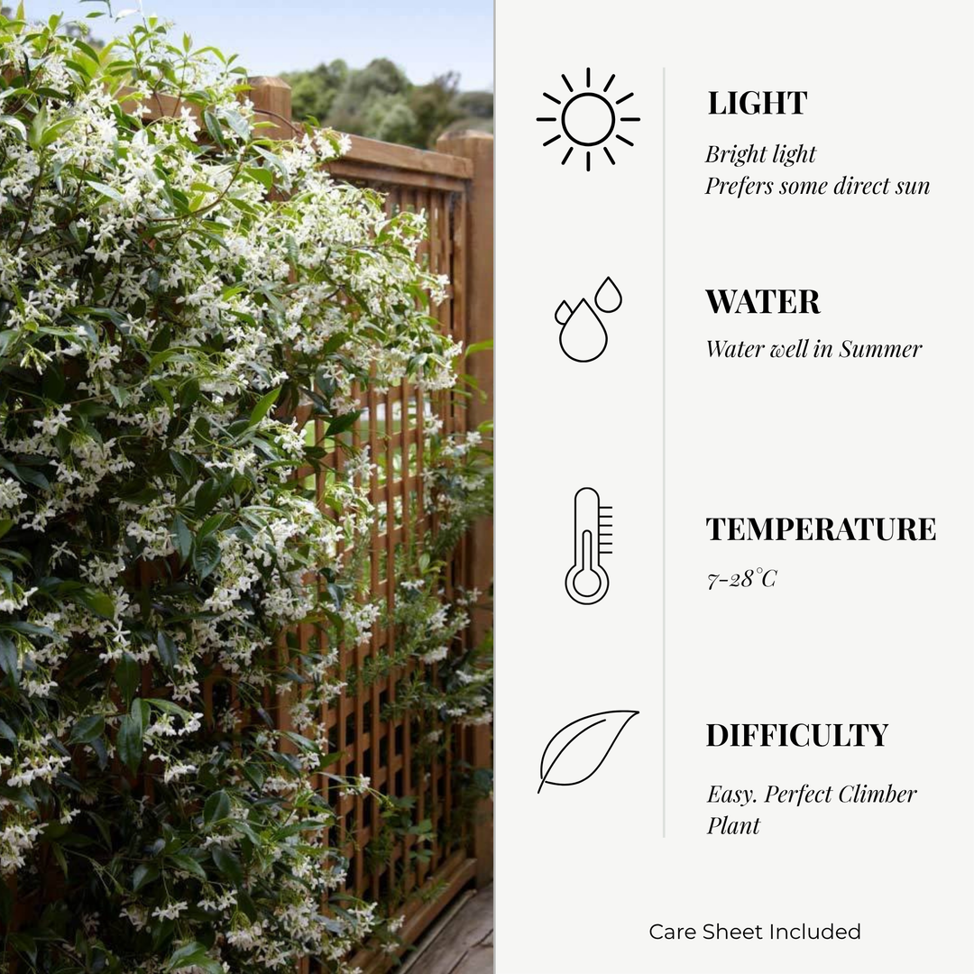 Jasmine 'Angel Wings'