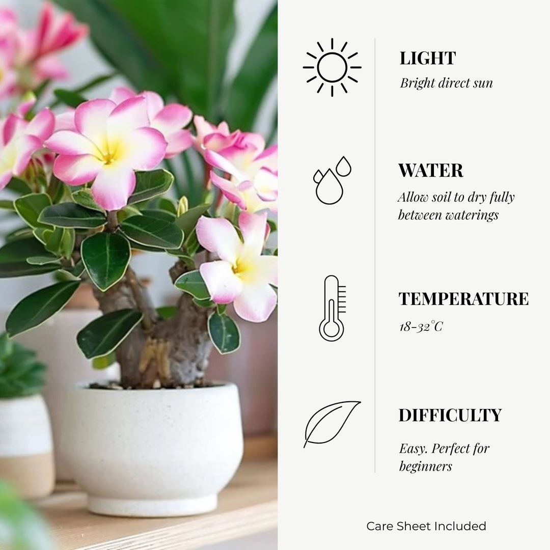Adenium Obesum (Desert Rose)