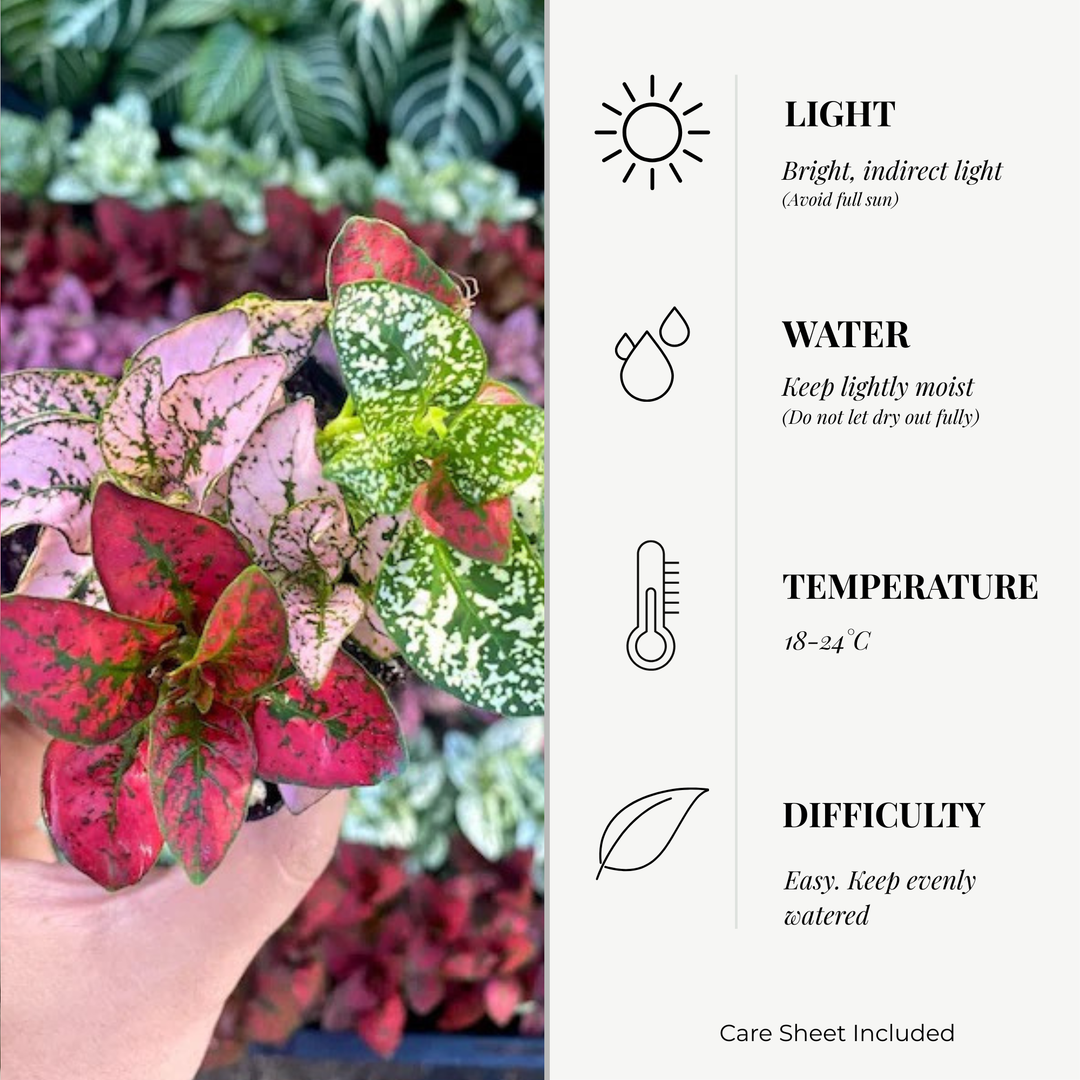 Hypoestes ‘Confetti Mix’ | 8.5cm Pot