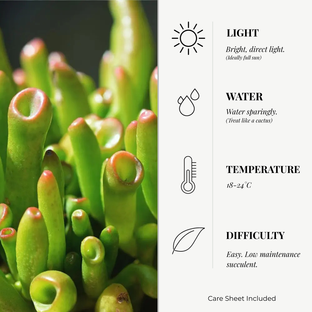 Crassula Ovata Jade ‘Coral’ | 6cm Pot