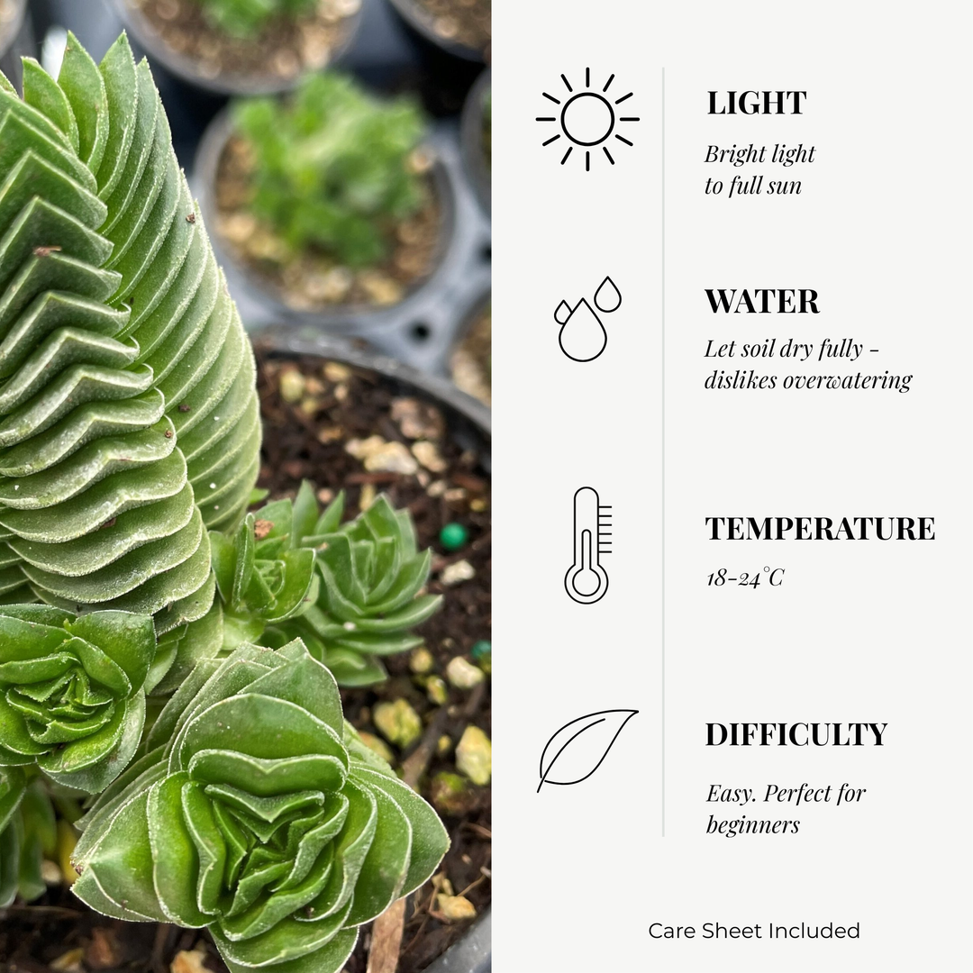 Crassula ‘Buddha's Temple’