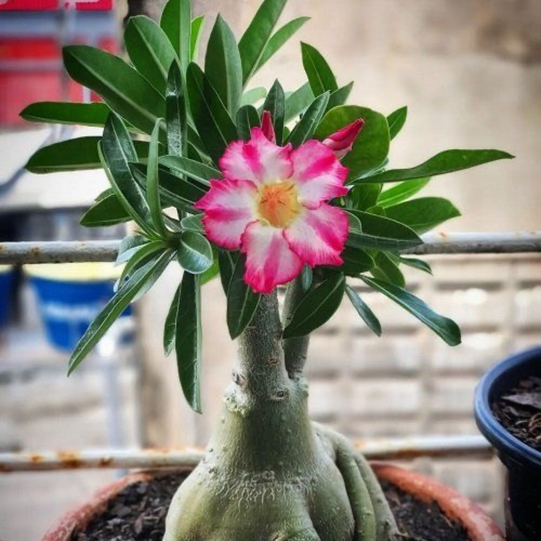 Adenium Obeseum (Desert Rose) 12cm