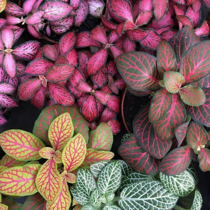 Fittonia Mosaic Variety Pack | 6 Bare root plants