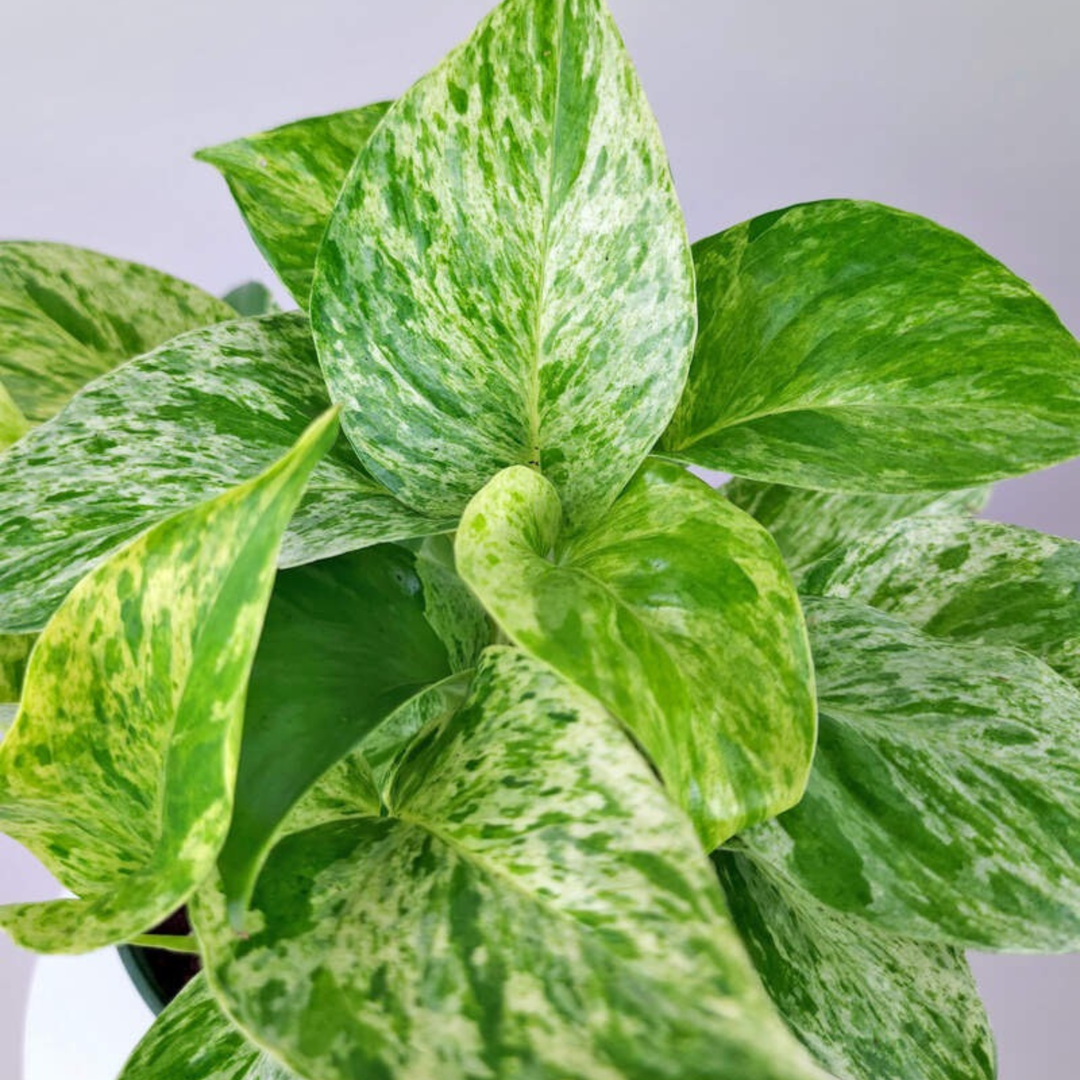 Marble Queen Pothos | 6cm pot