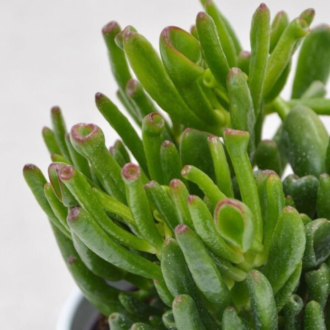 Crassula Ovata Jade ‘Coral’ | 6cm Pot