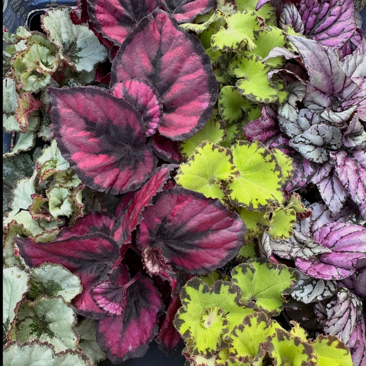Begonia Rex Variety Pack | 6 Bareroot plants
