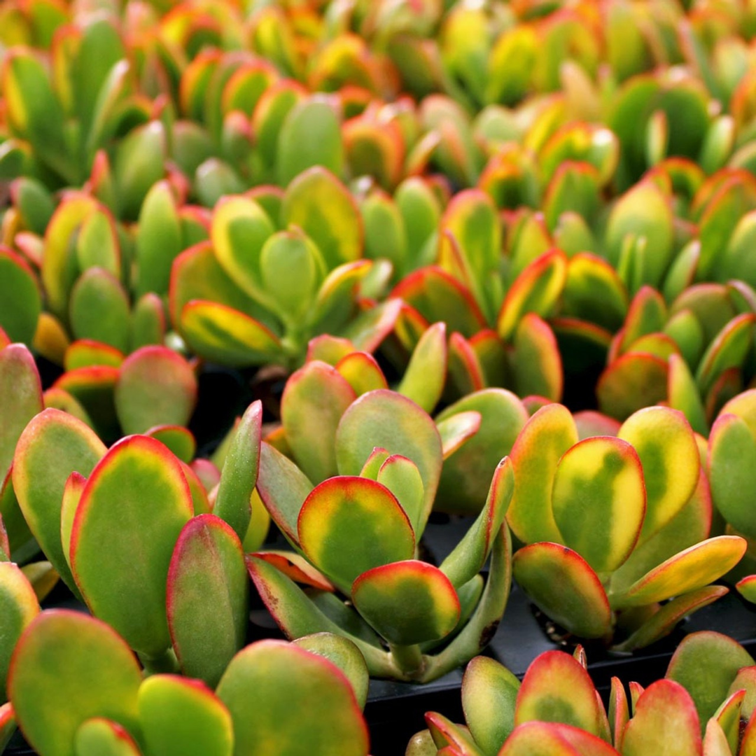 Jade 'Sunset' Money Penny Plant - Crassula Ovata 'Sunset'