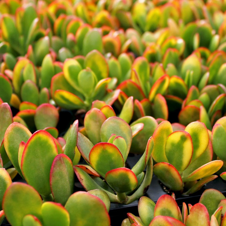 Jade 'Sunset' Money Penny Plant - Crassula Ovata 'Sunset'