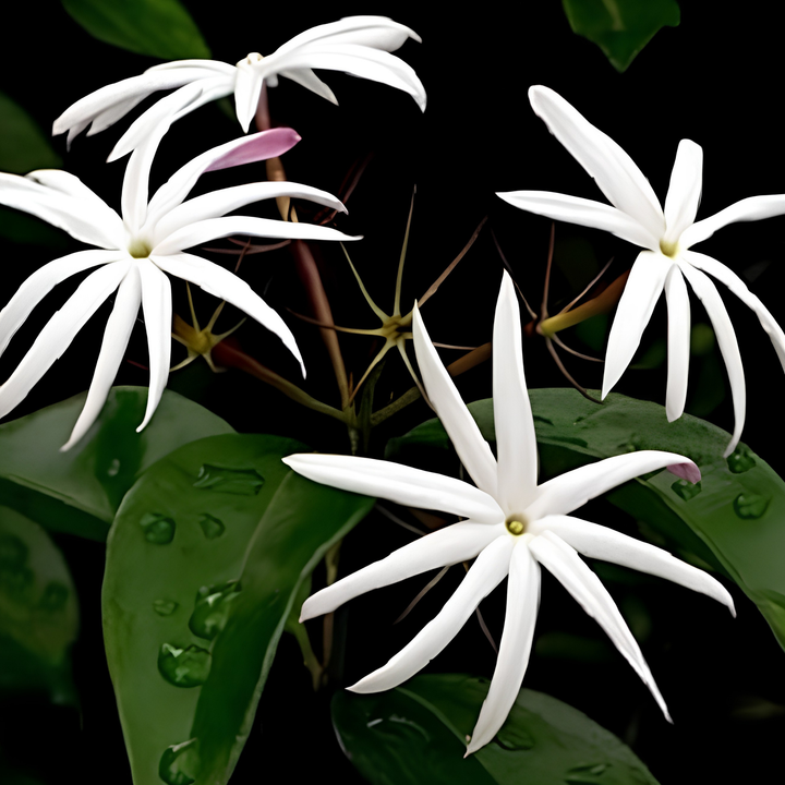 Jasmine 'Angel Wings'