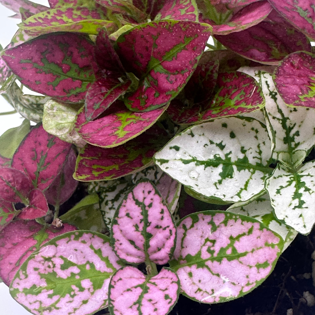 Hypoestes ‘Confetti Mix’ | 8.5cm Pot