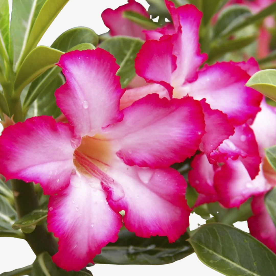 Adenium Obesum (Desert Rose)
