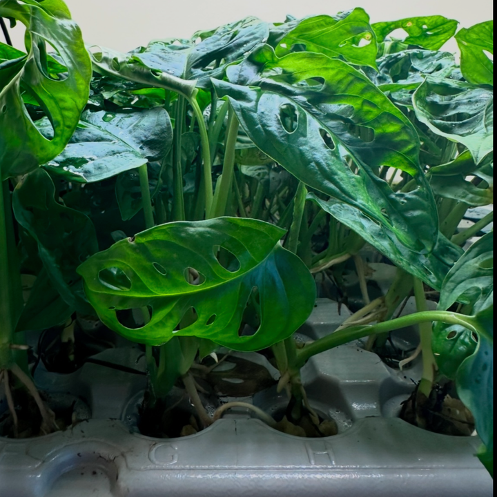 Monstera Adansonii (Swiss Cheese Plant) – Bare Root Houseplant