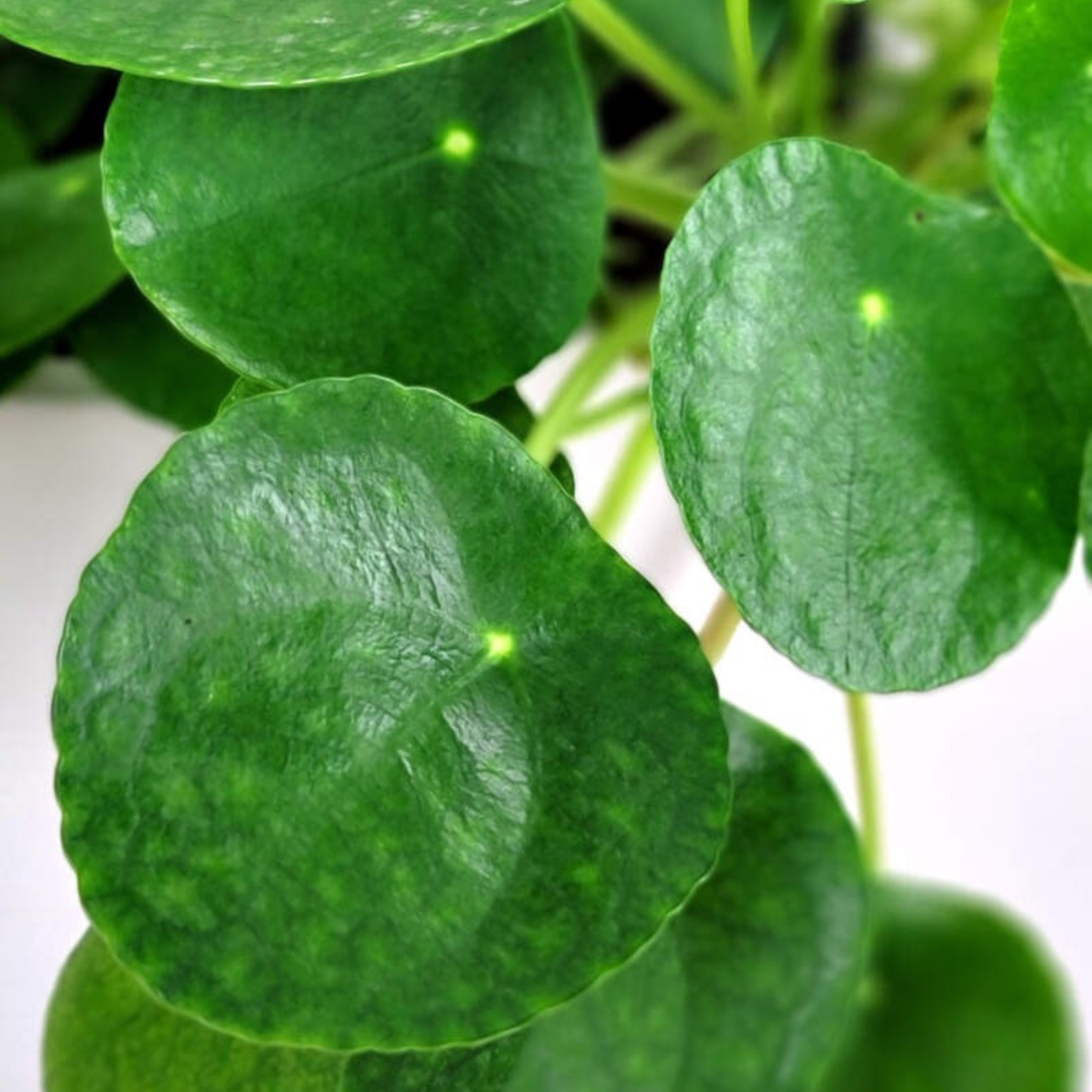 Pilea Peperomioides (Chinese Money Plant) – 8.5cm Pot