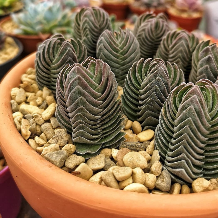 Crassula ‘Buddha's Temple’