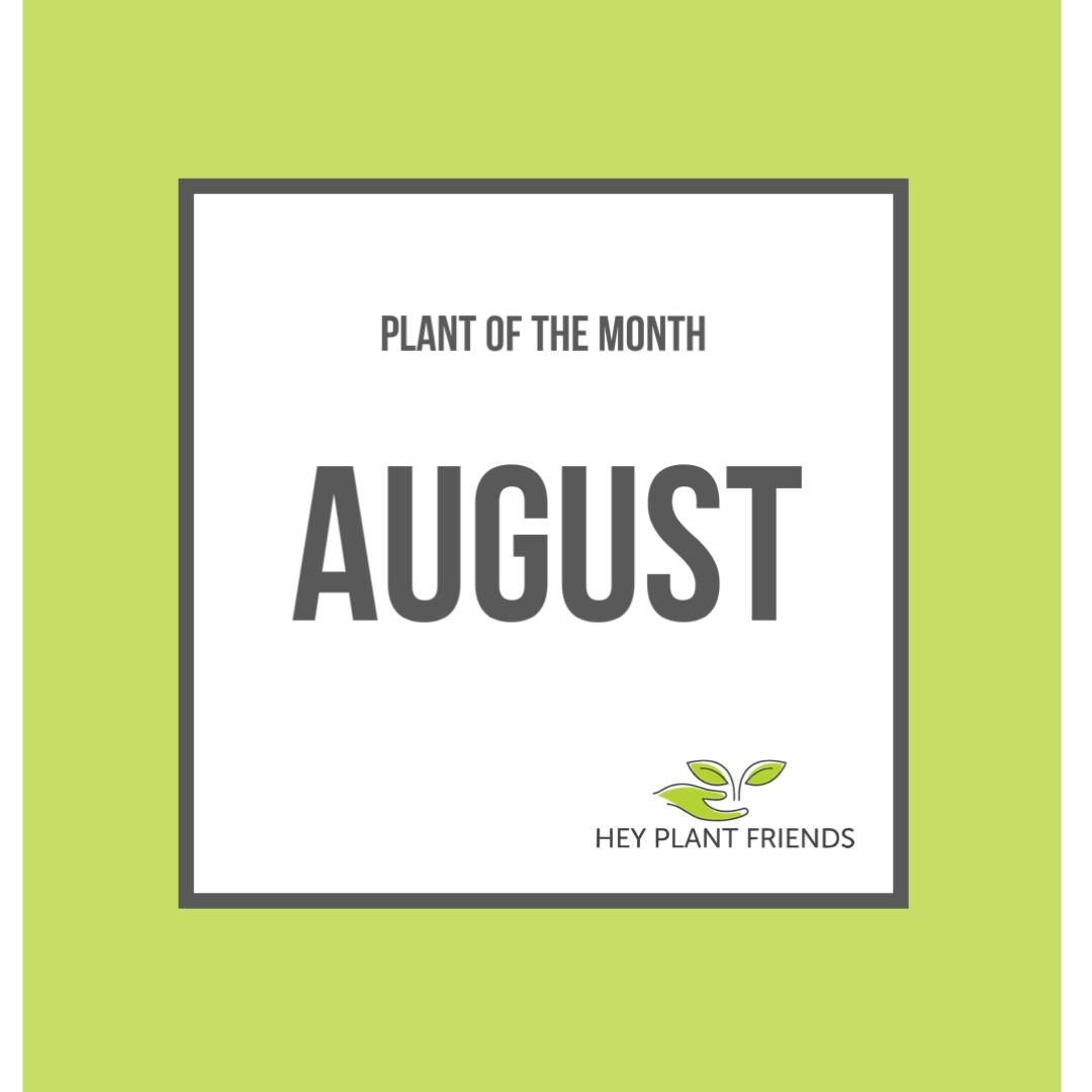 Plant of the Month - August