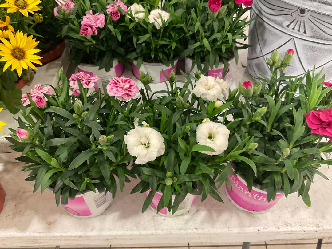 Market - Dianthus