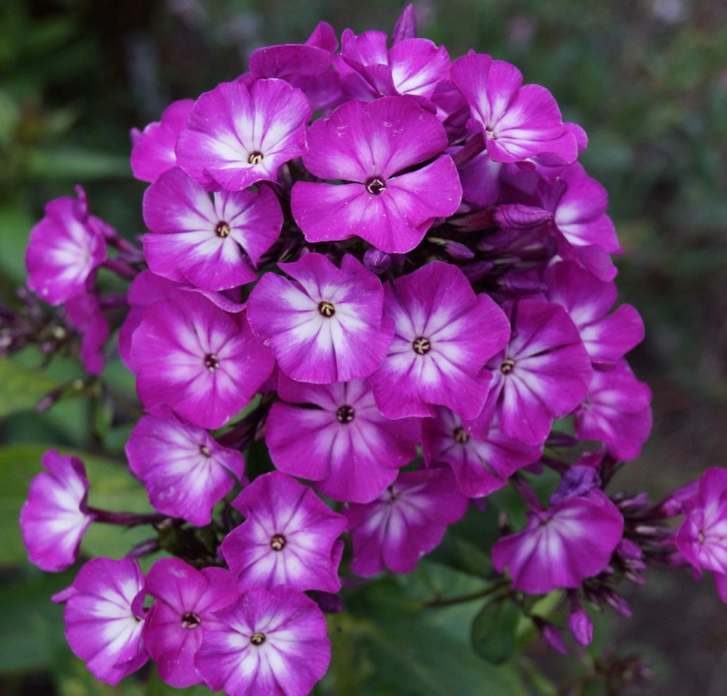 Phlox paniculata Tatjana
