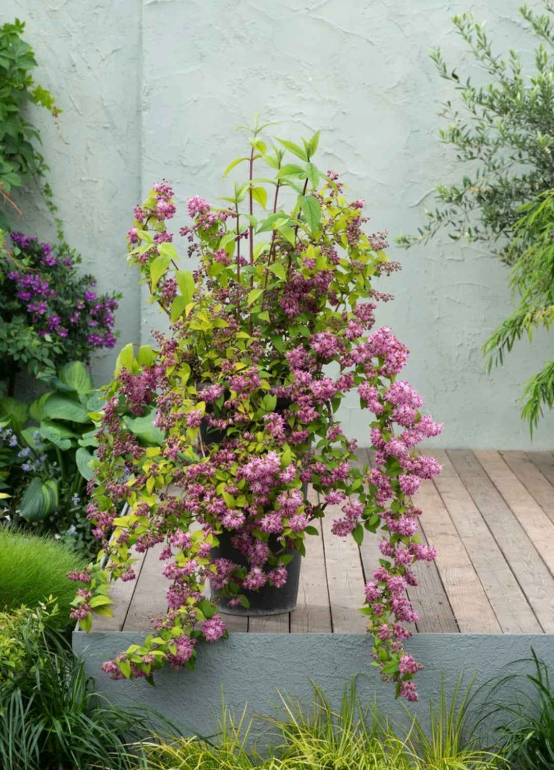Deutzia Strawberry Fields