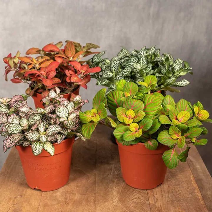 Fittonia Mosaic Variety Pack | 4 x 8.5cm potted plants