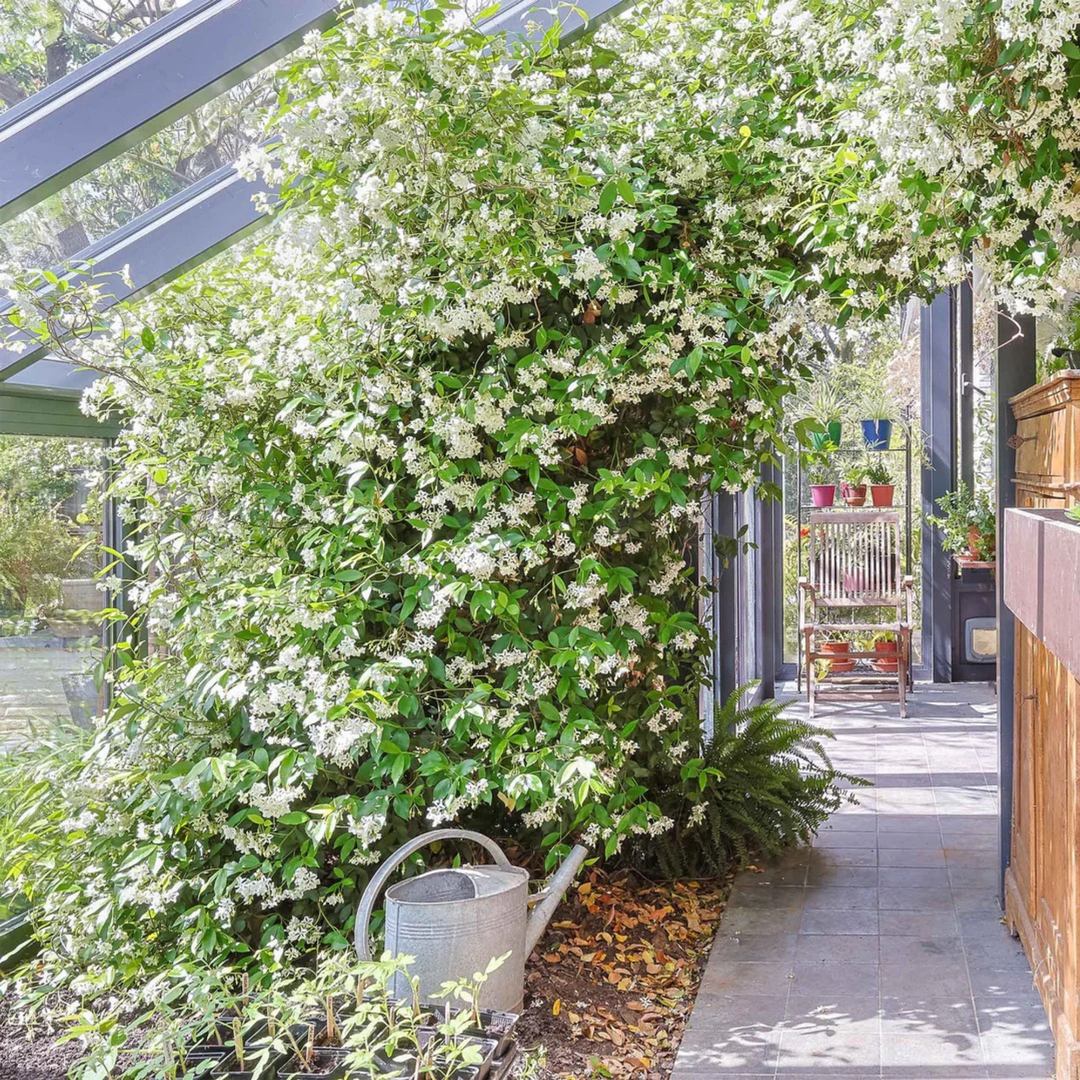 Jasmine 'Angel Wings'