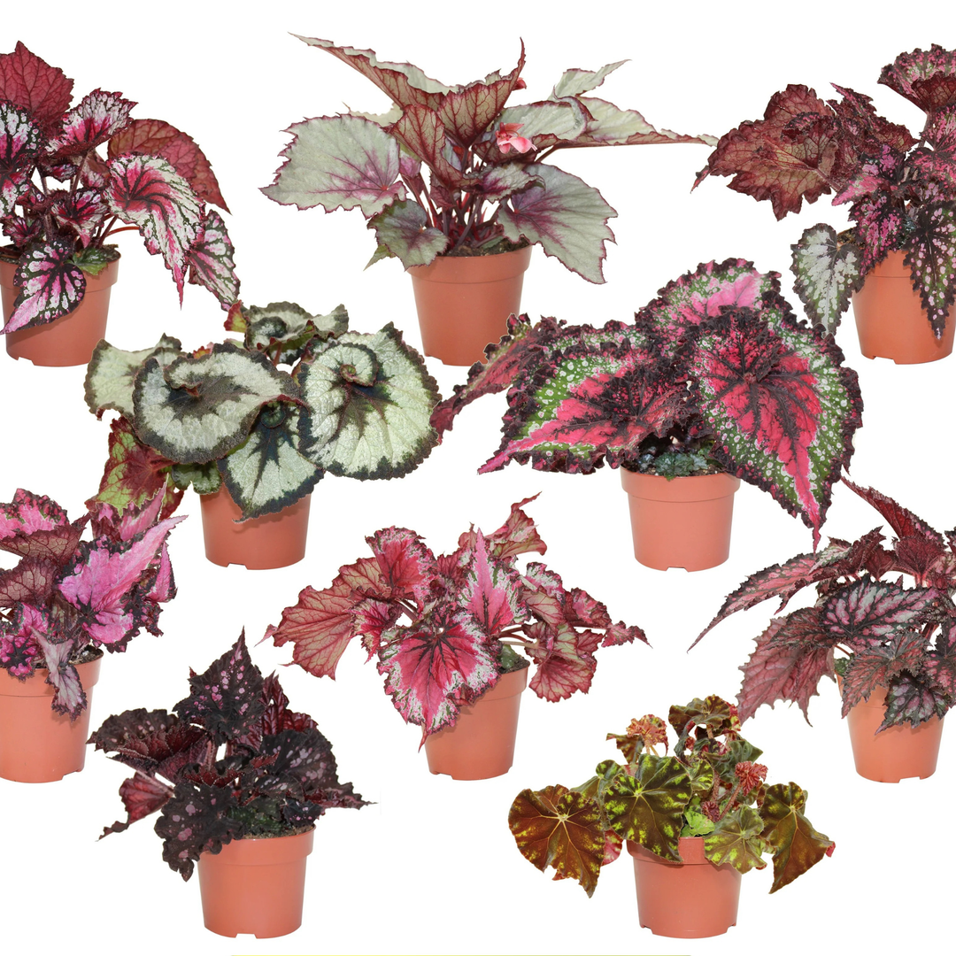 Begonia Rex Variety Pack | 6 Bareroot plants