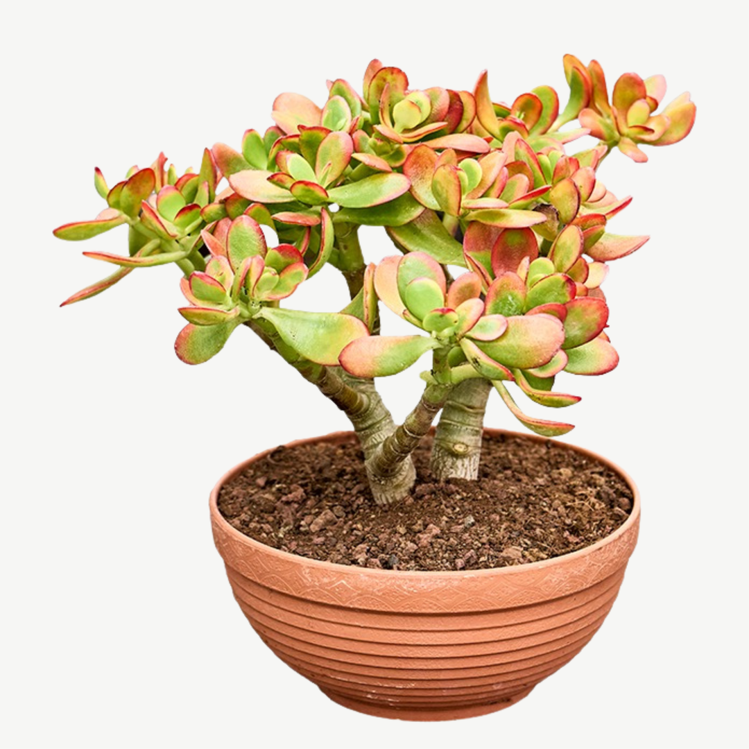 Jade 'Sunset' Money Penny Plant - Crassula Ovata 'Sunset'