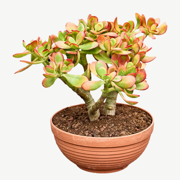 Jade 'Sunset' Money Penny Plant - Crassula Ovata 'Sunset'