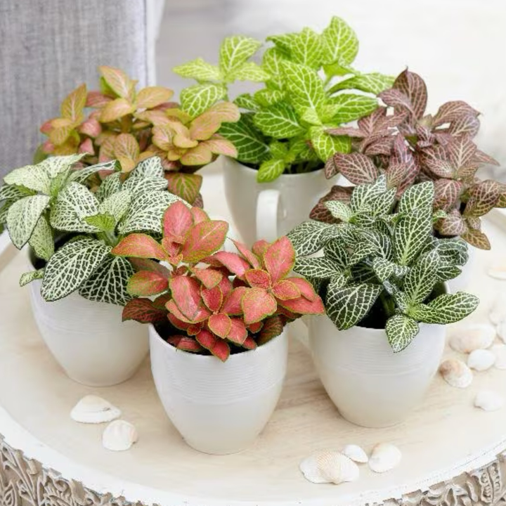 Fittonia Mosaic Variety Pack | 6 Bare root plants