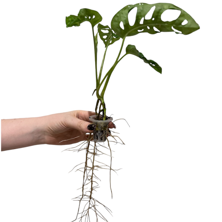 Monstera Adansonii (Swiss Cheese Plant) – Bare Root Houseplant