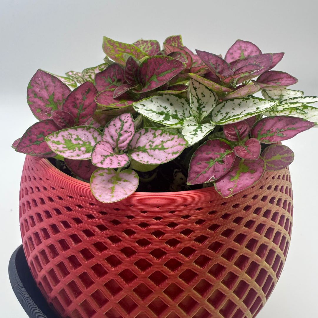 Hypoestes ‘Confetti Mix’ | 8.5cm Pot