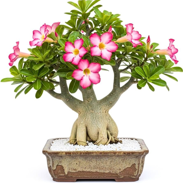 Adenium Obeseum (Desert Rose) 12cm