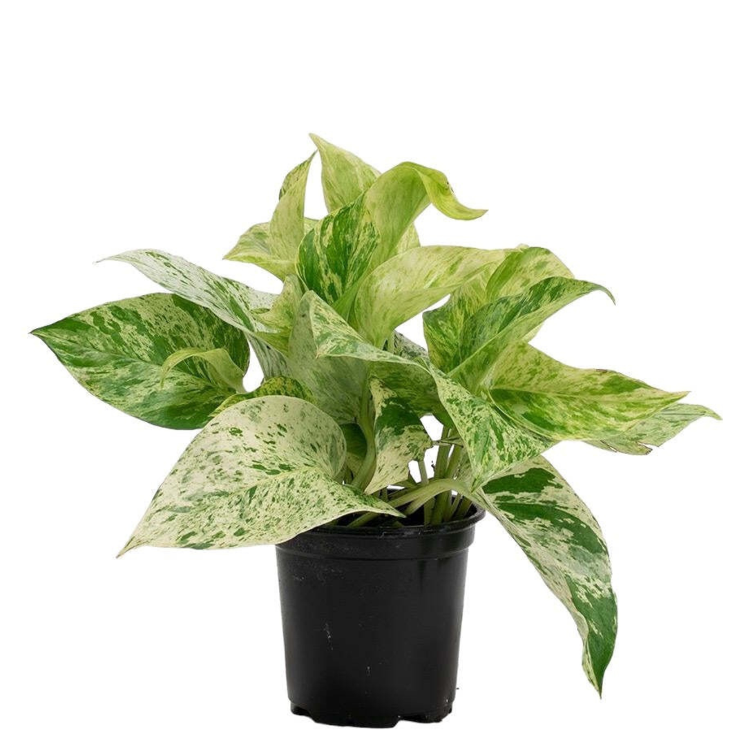 Marble Queen Pothos | 6cm pot
