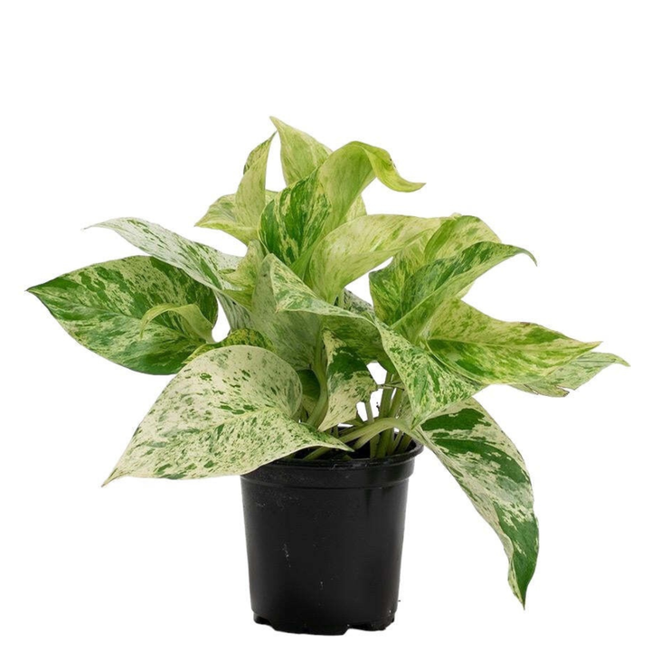 Marble Queen Pothos | 6cm pot
