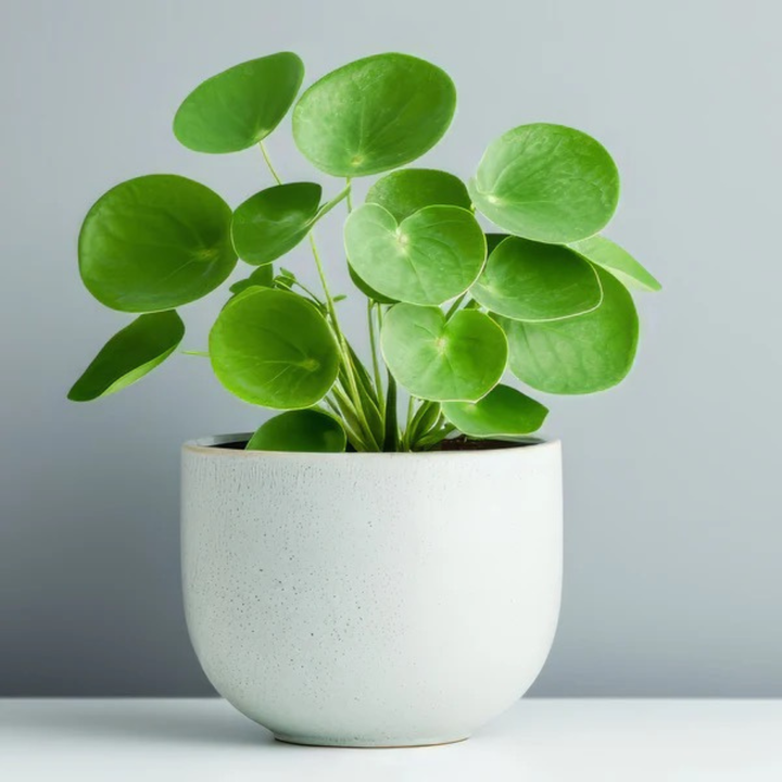 Pilea Peperomioides (Chinese Money Plant) – 8.5cm Pot